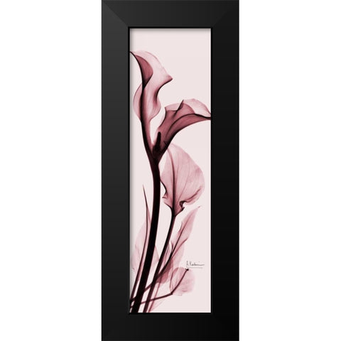 Calla Lily on Pink Black Modern Wood Framed Art Print by Koetsier, Albert