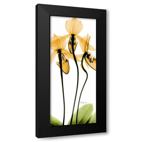 Orchid in Color Black Modern Wood Framed Art Print with Double Matting by Koetsier, Albert