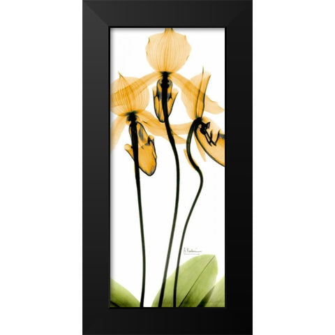 Orchid in Color Black Modern Wood Framed Art Print by Koetsier, Albert