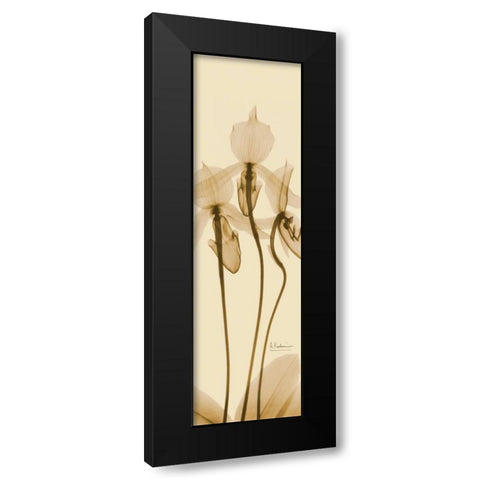 Orchid Brown on Beige Black Modern Wood Framed Art Print with Double Matting by Koetsier, Albert