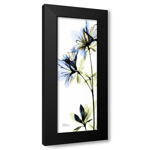 Blue Azalea Black Modern Wood Framed Art Print with Double Matting by Koetsier, Albert