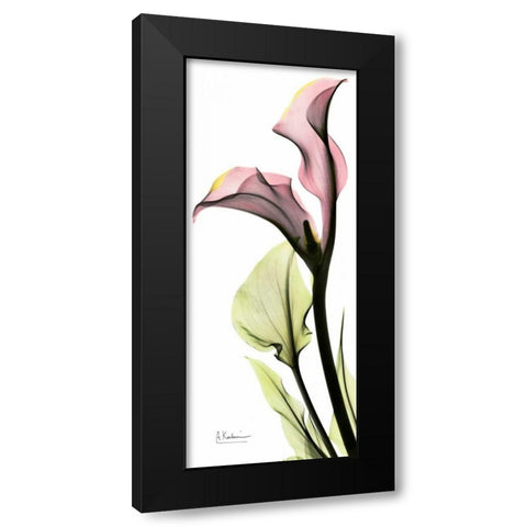 Calla Lily in Color Black Modern Wood Framed Art Print with Double Matting by Koetsier, Albert