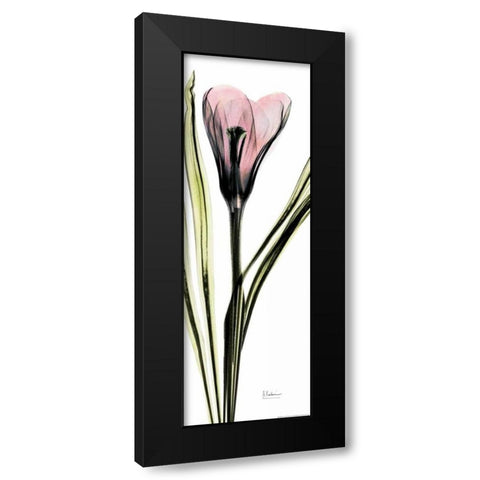 Crocus in Color Black Modern Wood Framed Art Print by Koetsier, Albert