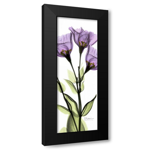 Gentian in Color Black Modern Wood Framed Art Print with Double Matting by Koetsier, Albert