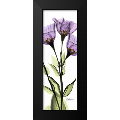 Gentian in Color Black Modern Wood Framed Art Print by Koetsier, Albert