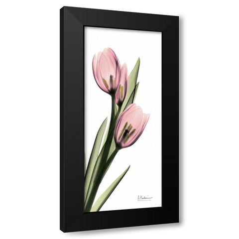 Tulips in Pink Black Modern Wood Framed Art Print with Double Matting by Koetsier, Albert