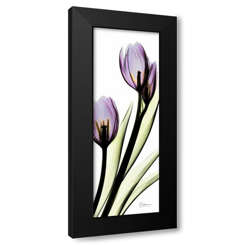 Tulip in Purple Black Modern Wood Framed Art Print with Double Matting by Koetsier, Albert