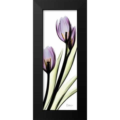 Tulip in Purple Black Modern Wood Framed Art Print by Koetsier, Albert