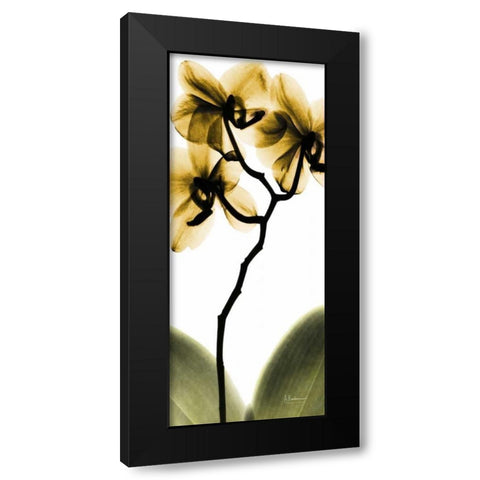 Orchid in Gold Black Modern Wood Framed Art Print with Double Matting by Koetsier, Albert