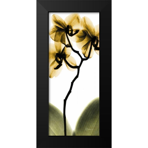 Orchid in Gold Black Modern Wood Framed Art Print by Koetsier, Albert