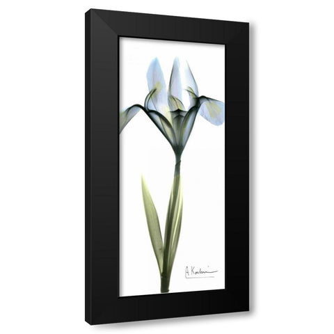 Iris in Blue Black Modern Wood Framed Art Print by Koetsier, Albert