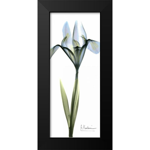 Iris in Blue Black Modern Wood Framed Art Print by Koetsier, Albert