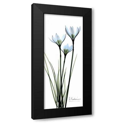 White Lilies in Blue Black Modern Wood Framed Art Print by Koetsier, Albert