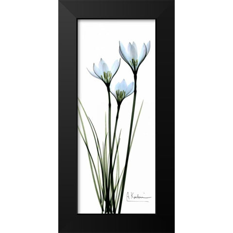 White Lilies in Blue Black Modern Wood Framed Art Print by Koetsier, Albert