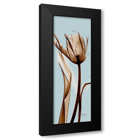 Tulip Brown on Blue Black Modern Wood Framed Art Print with Double Matting by Koetsier, Albert