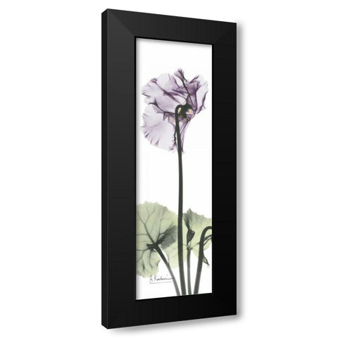 Cyclamen in Purple Black Modern Wood Framed Art Print with Double Matting by Koetsier, Albert