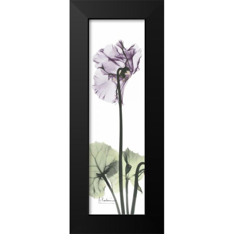 Cyclamen in Purple Black Modern Wood Framed Art Print by Koetsier, Albert