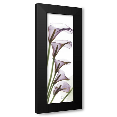 Calla Lilies in Purple Black Modern Wood Framed Art Print with Double Matting by Koetsier, Albert