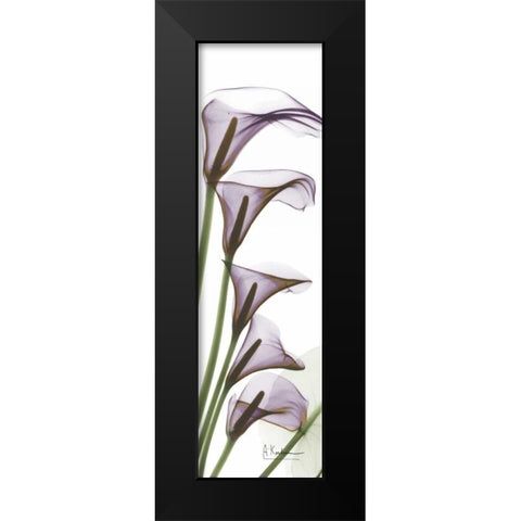 Calla Lilies in Purple Black Modern Wood Framed Art Print by Koetsier, Albert