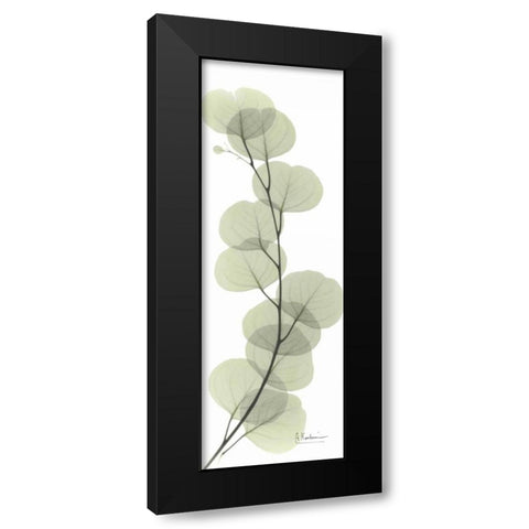 Eucalyptus in Green Black Modern Wood Framed Art Print with Double Matting by Koetsier, Albert