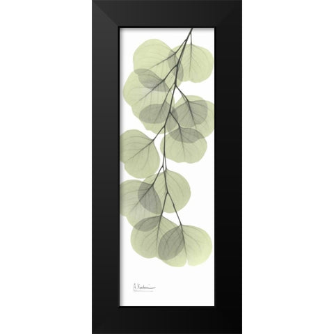 Eucalyptus in Green 3 Black Modern Wood Framed Art Print by Koetsier, Albert