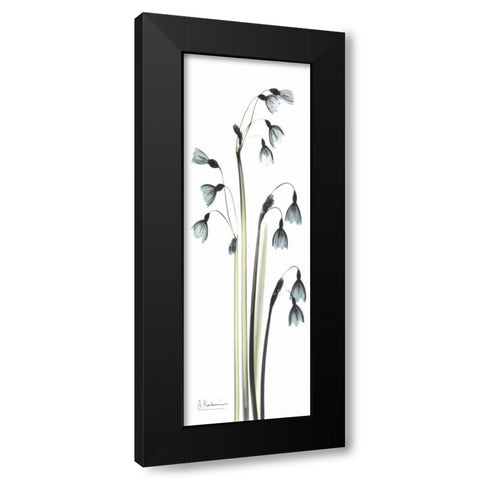 Snow Drop Galanthus Black Modern Wood Framed Art Print with Double Matting by Koetsier, Albert