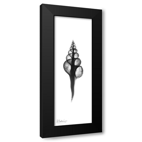 Fusinus Colus Black Modern Wood Framed Art Print with Double Matting by Koetsier, Albert