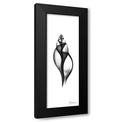 Tulip Shell Black Modern Wood Framed Art Print with Double Matting by Koetsier, Albert
