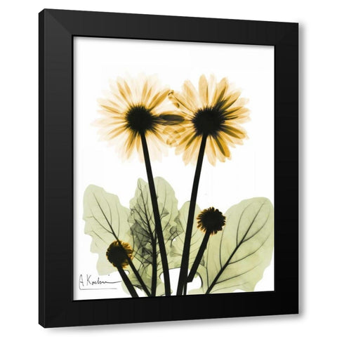 Gerbera in Color 2 Black Modern Wood Framed Art Print with Double Matting by Koetsier, Albert