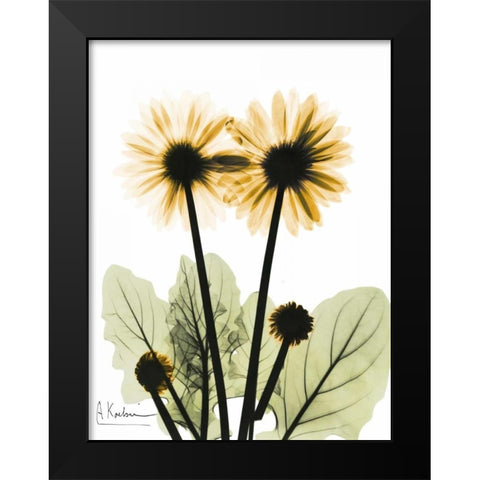 Gerbera in Color 2 Black Modern Wood Framed Art Print by Koetsier, Albert