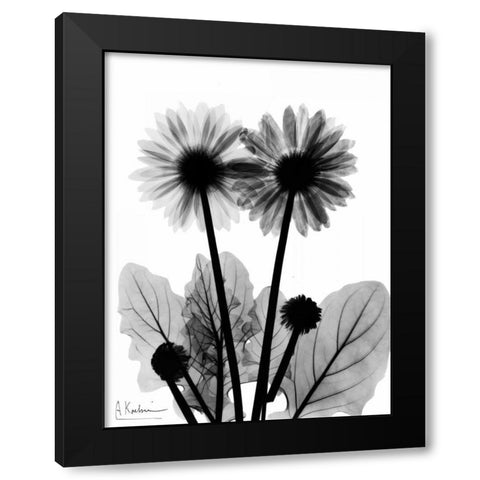 Gerbera BW Black Modern Wood Framed Art Print with Double Matting by Koetsier, Albert