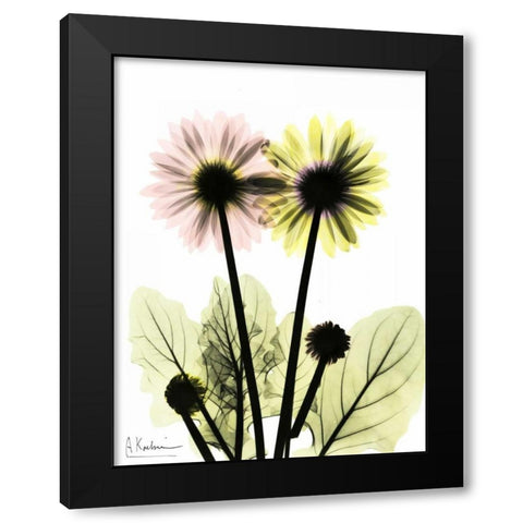 Gerbera in Color Black Modern Wood Framed Art Print with Double Matting by Koetsier, Albert