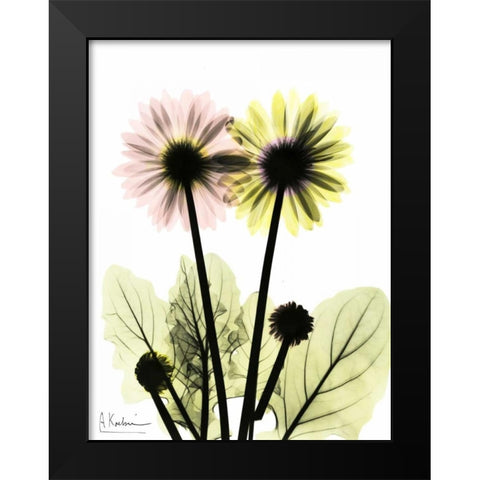 Gerbera in Color Black Modern Wood Framed Art Print by Koetsier, Albert