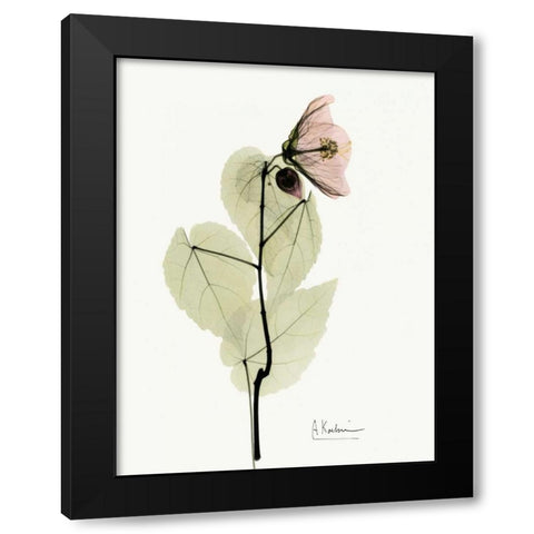 Abutulon Black Modern Wood Framed Art Print by Koetsier, Albert