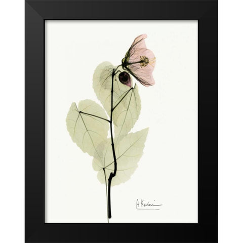 Abutulon Black Modern Wood Framed Art Print by Koetsier, Albert