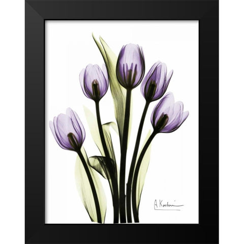 Regal Tulip B13 Black Modern Wood Framed Art Print by Koetsier, Albert