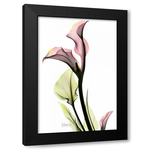 Calla Lily in Pink Black Modern Wood Framed Art Print with Double Matting by Koetsier, Albert