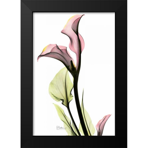 Calla Lily in Pink Black Modern Wood Framed Art Print by Koetsier, Albert
