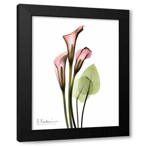 Calla Lily Bouquet in Pink Black Modern Wood Framed Art Print with Double Matting by Koetsier, Albert