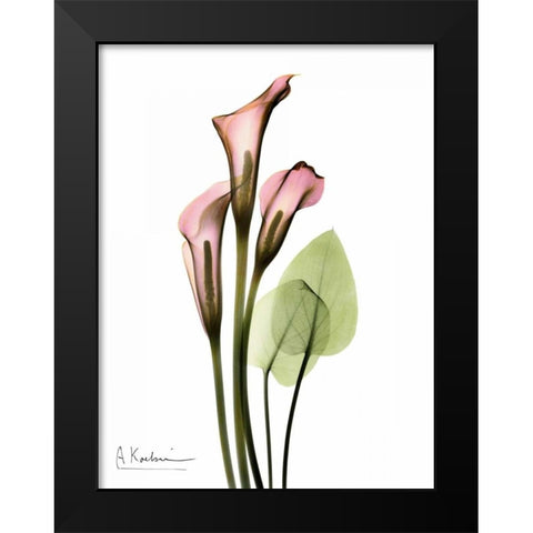 Calla Lily Bouquet in Pink Black Modern Wood Framed Art Print by Koetsier, Albert