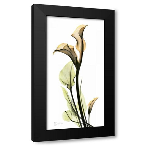 Calla Lily Black Modern Wood Framed Art Print with Double Matting by Koetsier, Albert