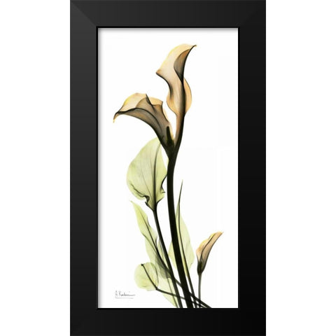 Calla Lily Black Modern Wood Framed Art Print by Koetsier, Albert