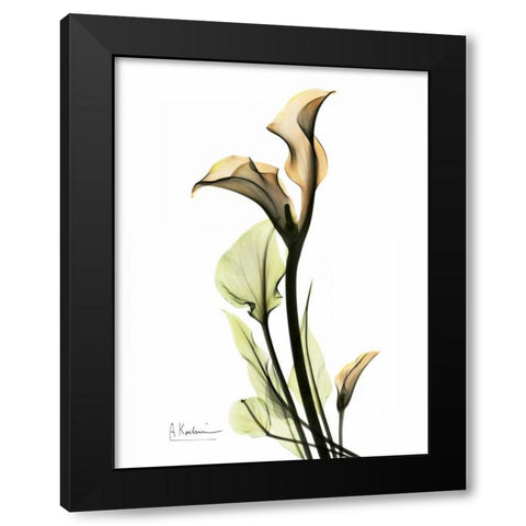 Calla Lily Duo Black Modern Wood Framed Art Print with Double Matting by Koetsier, Albert