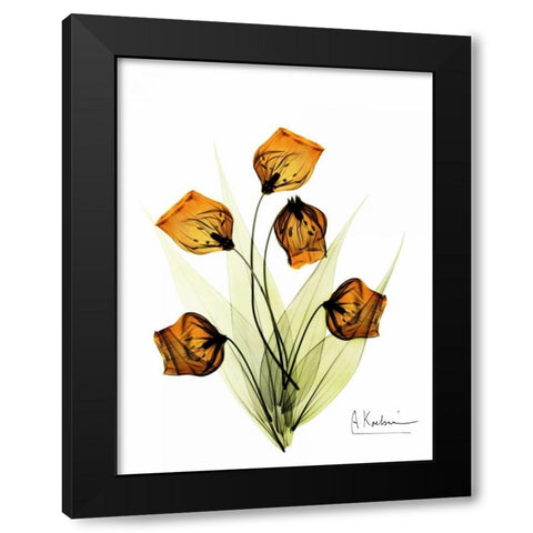 Sandersonia in Gold Black Modern Wood Framed Art Print with Double Matting by Koetsier, Albert