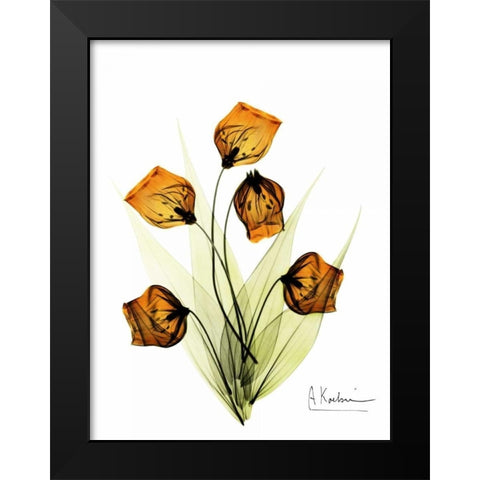 Sandersonia in Gold Black Modern Wood Framed Art Print by Koetsier, Albert