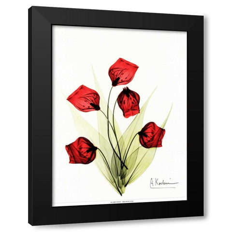 Sandersonia in Red 2 Black Modern Wood Framed Art Print with Double Matting by Koetsier, Albert