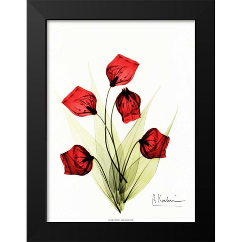 Sandersonia in Red 2 Black Modern Wood Framed Art Print by Koetsier, Albert