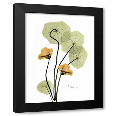 Nasturtium in Yellow 2 Black Modern Wood Framed Art Print with Double Matting by Koetsier, Albert