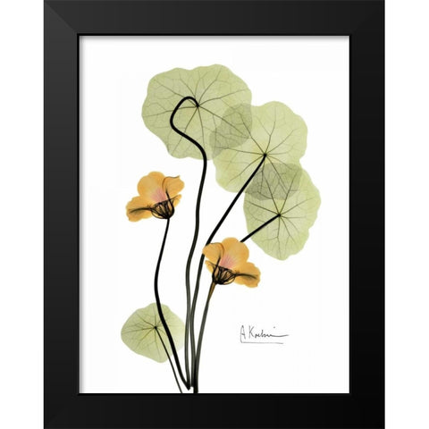 Nasturtium in Yellow 2 Black Modern Wood Framed Art Print by Koetsier, Albert