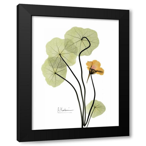 Nasturtium in Yellow Black Modern Wood Framed Art Print with Double Matting by Koetsier, Albert